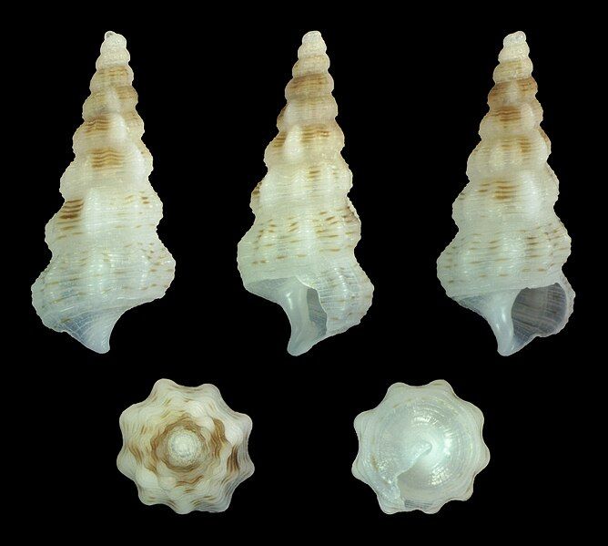 File:Cerithium citrinum 001.jpg