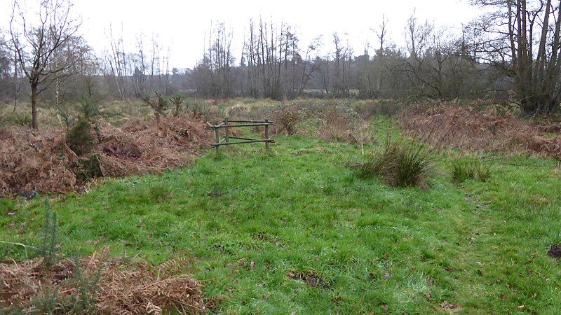 File:Charleshill SSSI 9.jpg