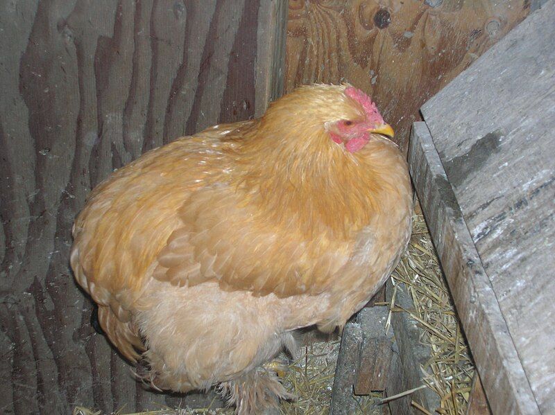 File:Chickens 014.jpg