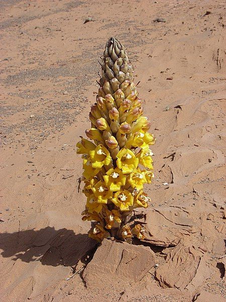 File:Cistanche lutea 25439830.jpg