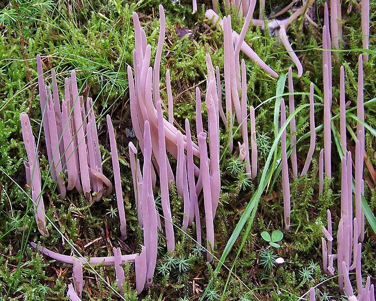 File:Clavaria purpurea T58.1.jpg