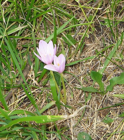 File:Colchicum alpinum1 cropped.jpg