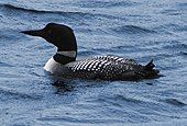 Common loon