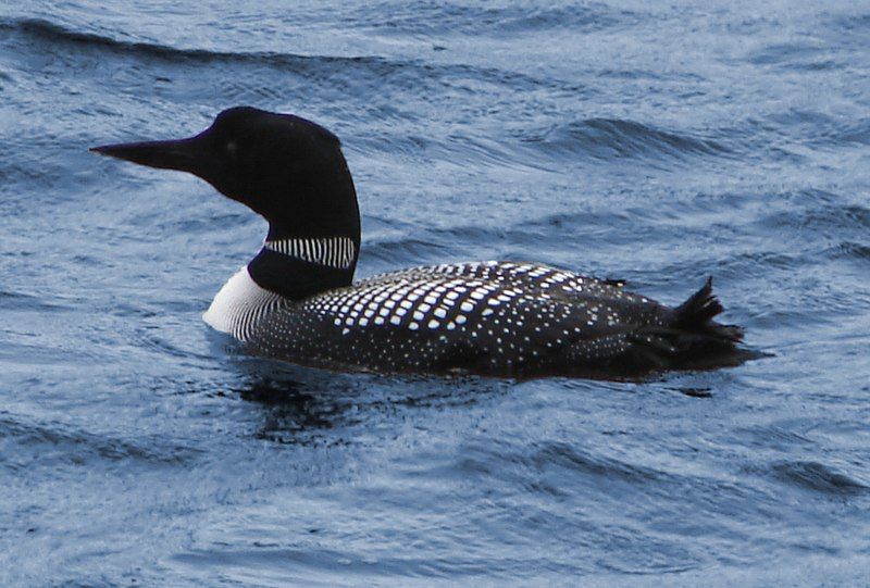 File:Common Loon.jpg