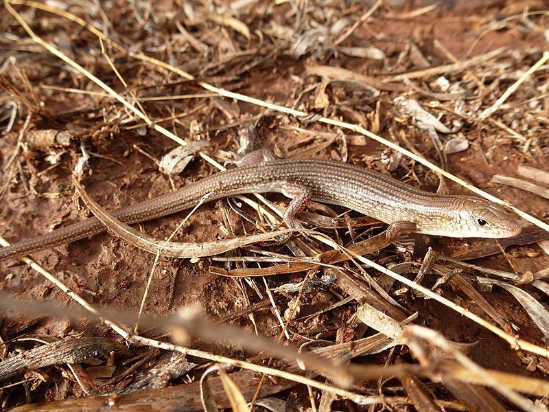 File:Ctenotus helenae.JPG