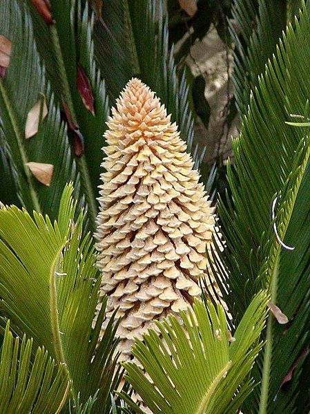 File:Cycas inflorescence.jpg