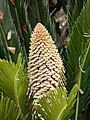 Cycas inflorescence