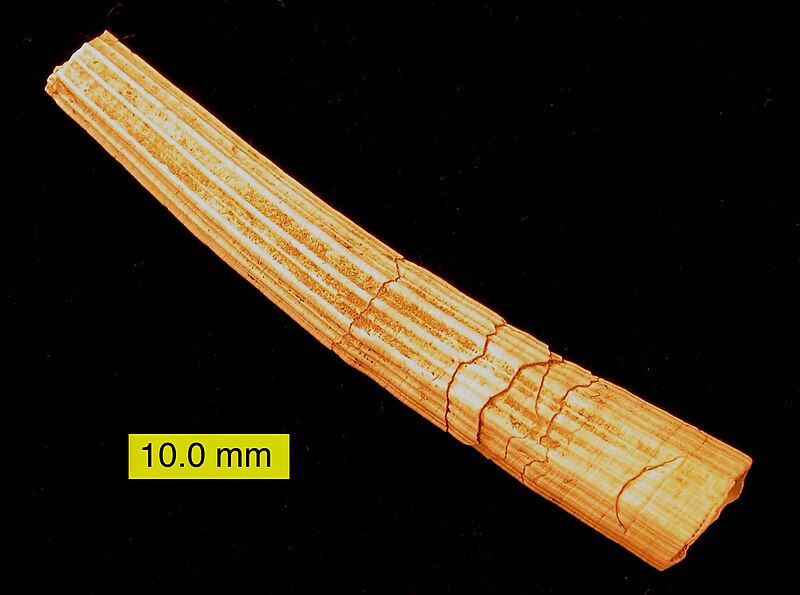 File:DentaliumPliocene.jpg