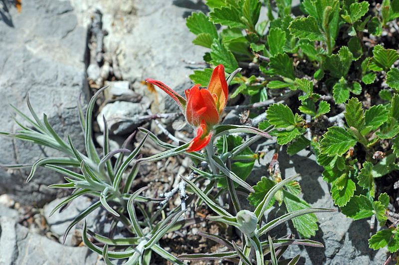 File:Desert paintbrush flower.jpg