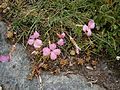 Dianthus sylvestris