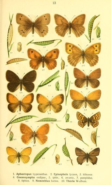 File:Dieschmetterling14ecks 0141.png