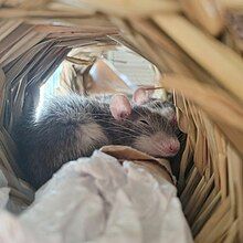 Two Dwarf rats sleeping