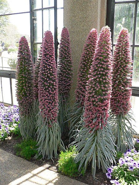 File:Echium wildpretii 6.jpg