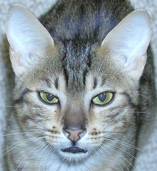 File:Egyptian-mau-Face.jpg