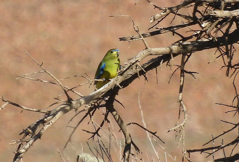 File:Elegant Parrot.jpg