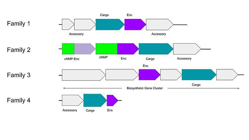 File:Encapsulin Classification.jpg