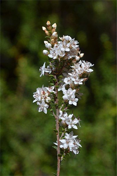 File:Epacris graniticola.jpg