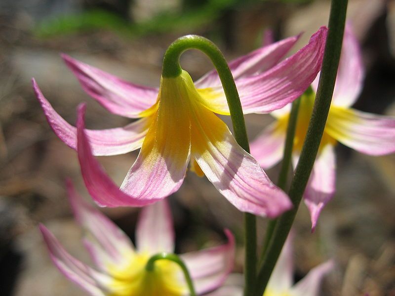 File:Erythronium purpurascens 02.jpg