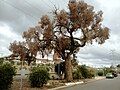 The same tree as above, five years later in 2012. In poor condition despite the conservation warnings.