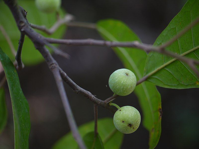 File:Ficus nervosa (8582174937).jpg