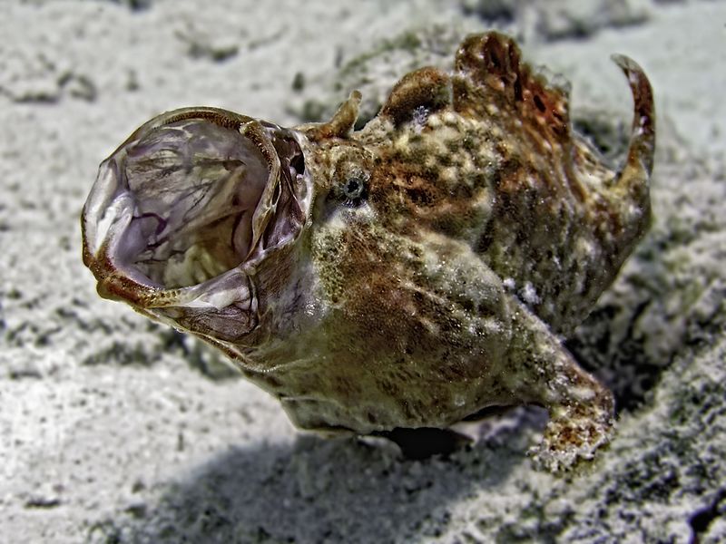 File:Frogfish yawn.jpg