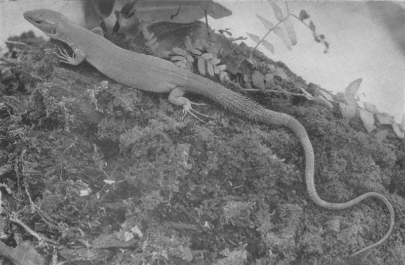 File:Gastropholis echinata.jpg