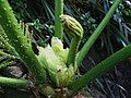 Flowering leaf