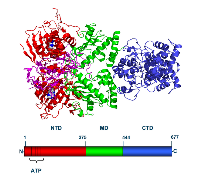 File:Hsp90 schematic 2cg9.png