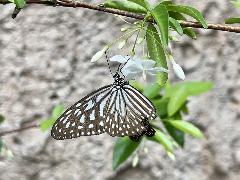 File:Ideopsis gaura, Malaysia.jpg