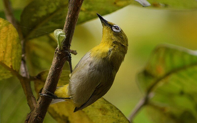 File:Indian white-eye soumyo.jpg