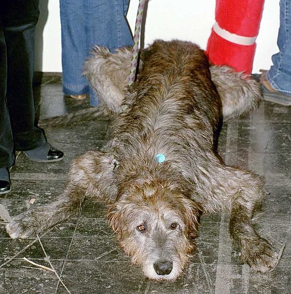 File:Irish-Wolfhound2.jpg