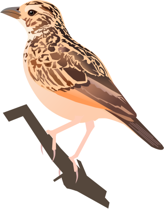 File:Jerrdon's Bushlark.svg