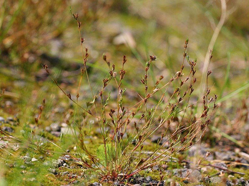 File:Juncus ranarius.jpeg