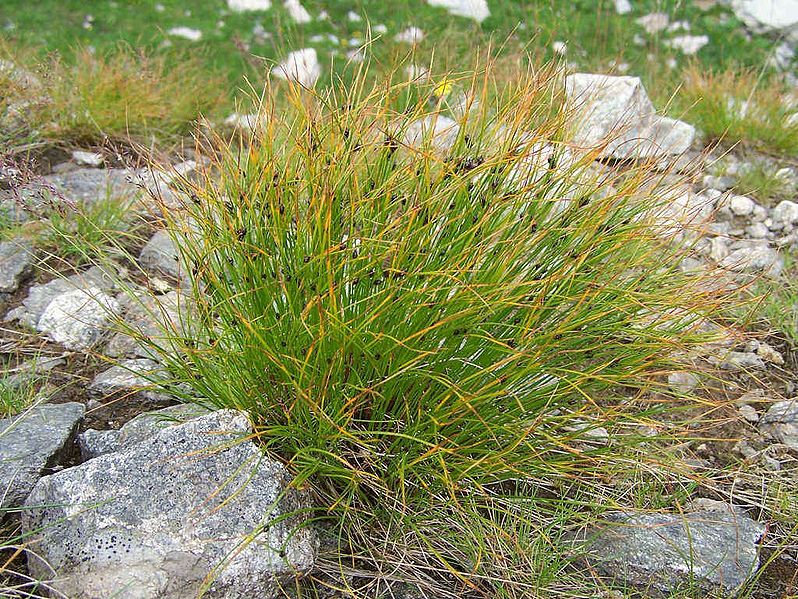 File:Juncus trifidus a5.jpg