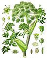 Garden angelica Angelica archangelica kuanneq / kvan Kuanneq, Kvan