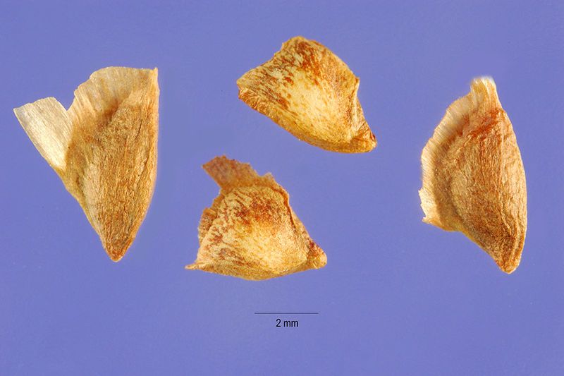 File:Larix lyallii seeds.jpg