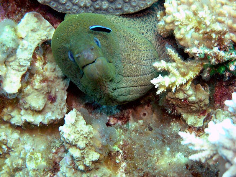 File:Layang-Layang diving42.jpg