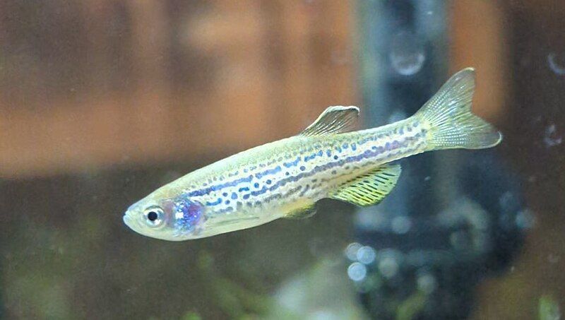 File:Leopard danio (cropped).jpg