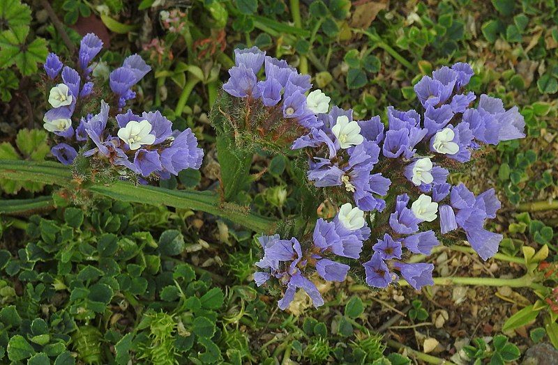 File:Limonium sinuatum RF.jpg