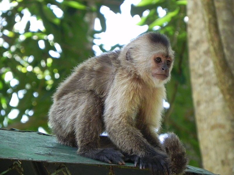 File:LoeflingZoo CiudadGuayana 05.JPG