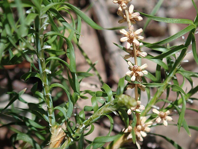 File:Lomandra obliqua PB130008.jpg