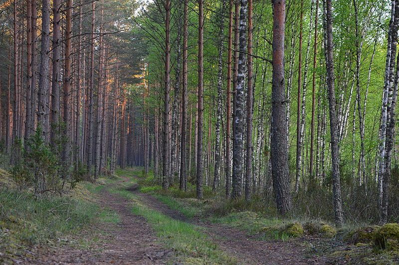 File:Metsatee Mustoja maastikukaitsealal.JPG