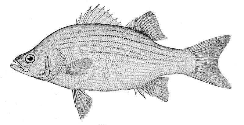 File:Morone chrysops.jpg