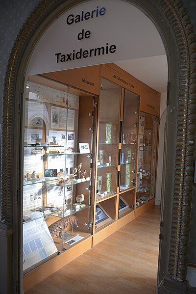 File:Museum Angers GalerieTaxidermie.jpg