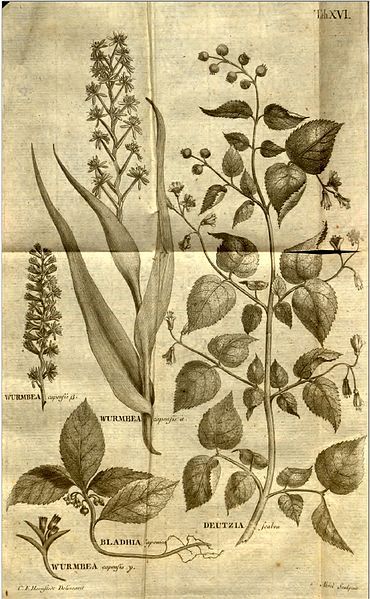 File:Nova Genera Plantarum01a.jpg