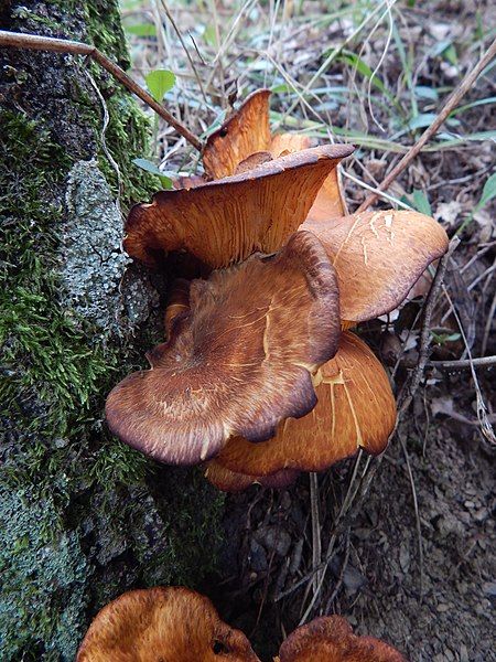 File:Omphalotus olearius100.jpg