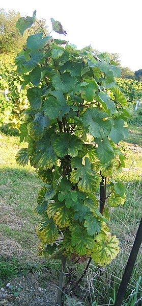 File:Orléans grape.jpg