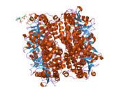 2hw5: The crystal structure of human enoyl-coenzyme A (CoA) hydratase short chain 1, ECHS1