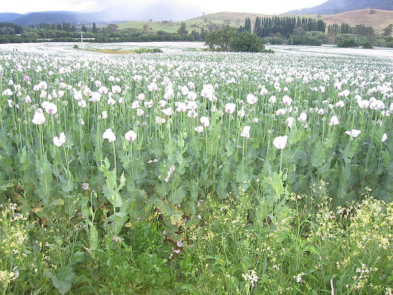 File:Papaver somniferum-Harford-02.JPG