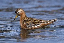 Red phalarope